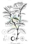 Couma utilis