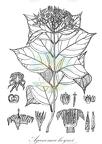 Aganosma heynei