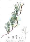 Scyphostelma microphyllum