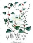 Ibatia rubra