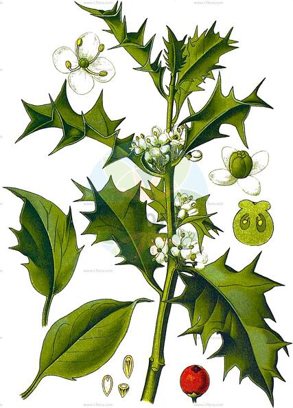 Ilex aquifolium