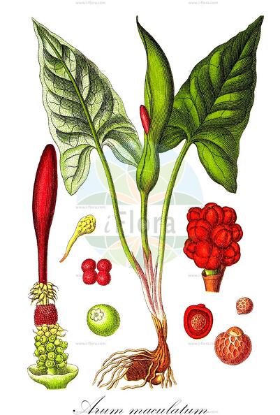 Arum maculatum