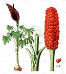 Dracunculus vulgaris