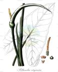 Peltandra virginica