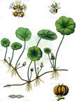 Hydrocotyle vulgaris
