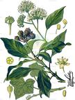 Hedera helix