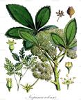 Neopanax colensoi