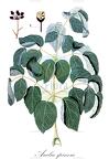 Aralia spinosa