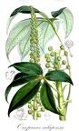 Oreopanax xalapensis