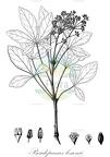 Pseudopanax lessonii