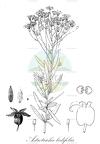 Astrotricha ledifolia
