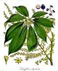 Schefflera digitata