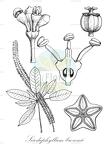Sciodaphyllum brownii
