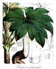 Tetrapanax papyrifer