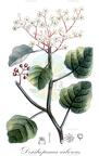Dendropanax arboreus