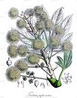Fatsia japonica