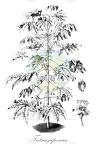 Fatsia japonica