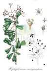 Heptapleurum emarginatum
