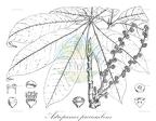 Astropanax procumbens