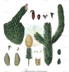 Araucaria araucana