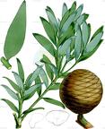 Agathis macrophylla