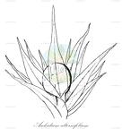 Archidium alternifolium