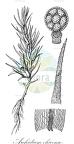 Archidium ohioense