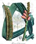 Howea belmoreana