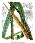 Howea belmoreana