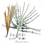 Hyospathe elegans