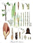 Hyospathe elegans