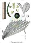 Iriartea deltoidea