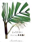 Iriartella setigera