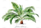 Jubaea chilensis