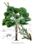 Licuala grandis