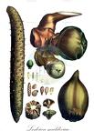 Lodoicea maldivica