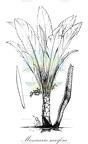Manicaria saccifera