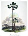 Mauritia flexuosa