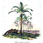 Mauritiella aculeata