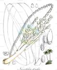 Neoveitchia storckii