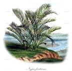 Nypa fruticans