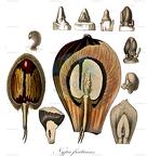 Nypa fruticans