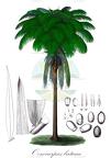 Oenocarpus bataua