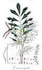 Orania regalis
