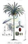 Phoenix dactylifera