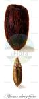 Phoenix dactylifera