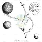 Pholidocarpus ihur