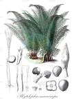 Phytelephas macrocarpa
