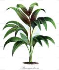 Pinanga decora
