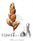 Plectocomia elongata